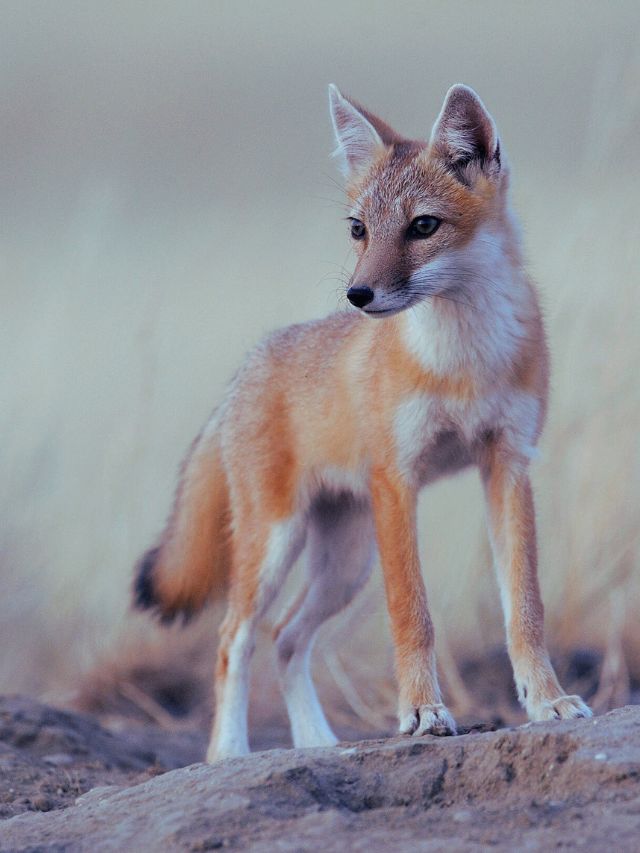 Swift Fox: 8 Fascinating Facts