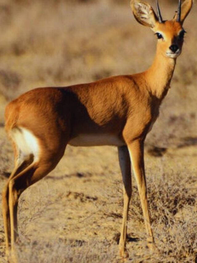 Steenbok: 7 Interesting Facts About The Graceful Antelope