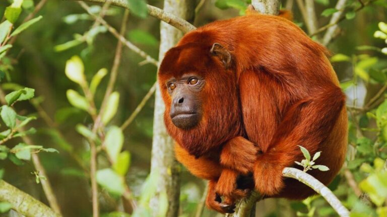 colombian red howler monkey