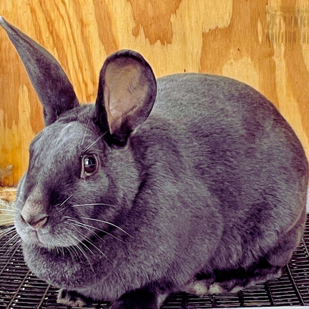 Are Satin Rabbits Good Pets? 17 Facts to Remember Before Buy