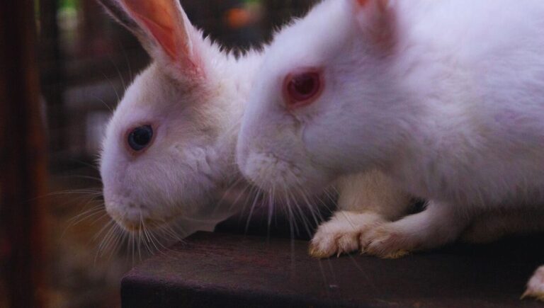 Polish rabbits