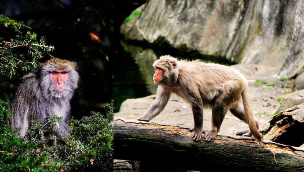formosan rock macaque domain taiwan