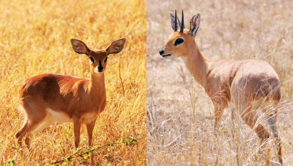 steenbok antelope deer