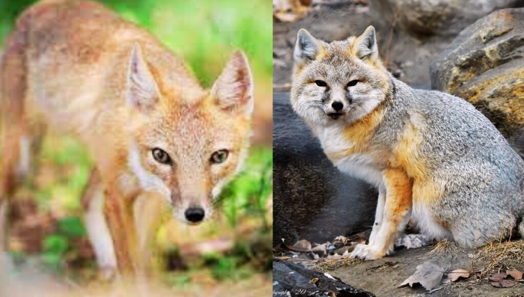 facts about the swift fox