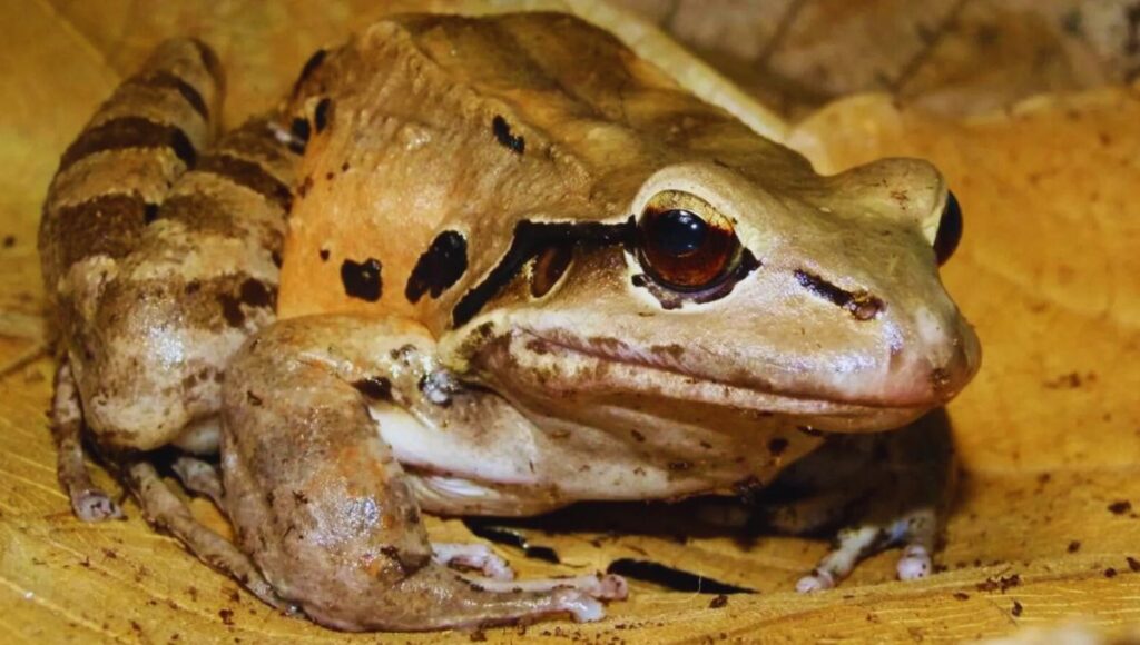 mountain chicken giant ditch frog
