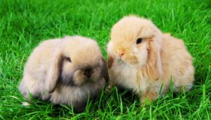 mini lop rabbits
