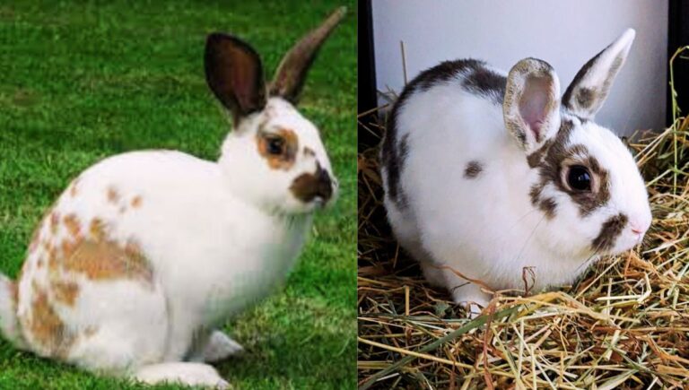 english spot rabbits