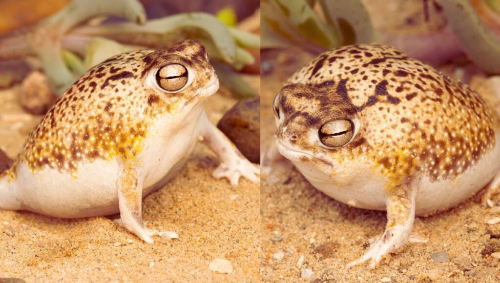 desert rain frog sales pet 