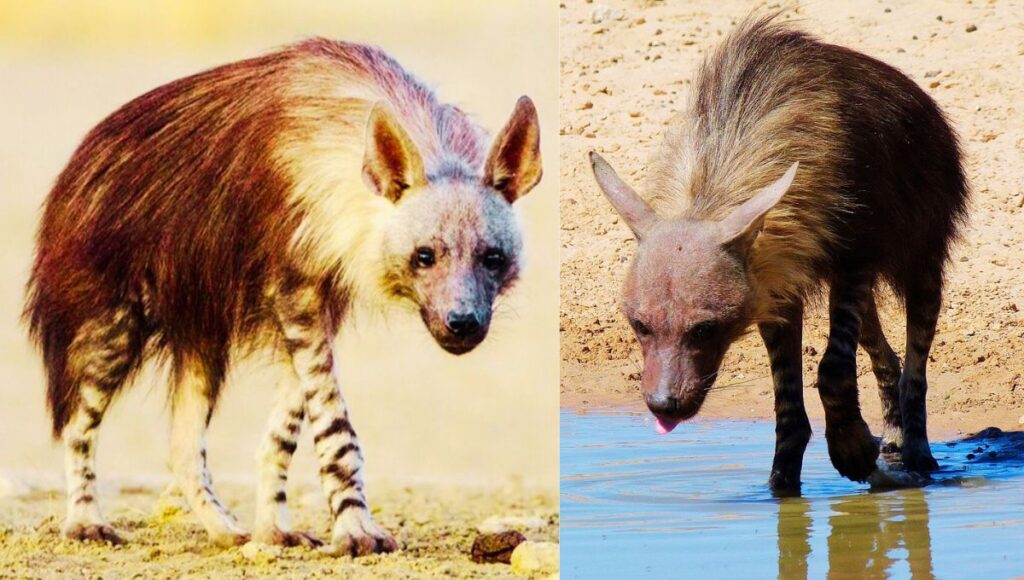brown hyena size teeth diet facts