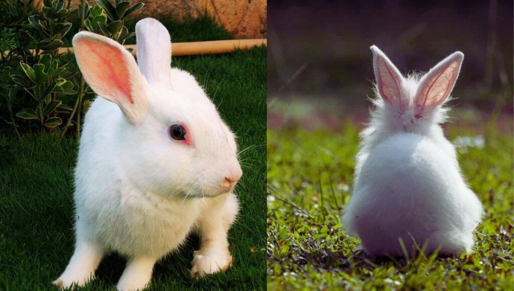 florida white rabbits