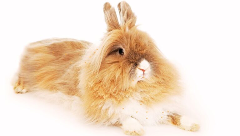 lionhead rabbits