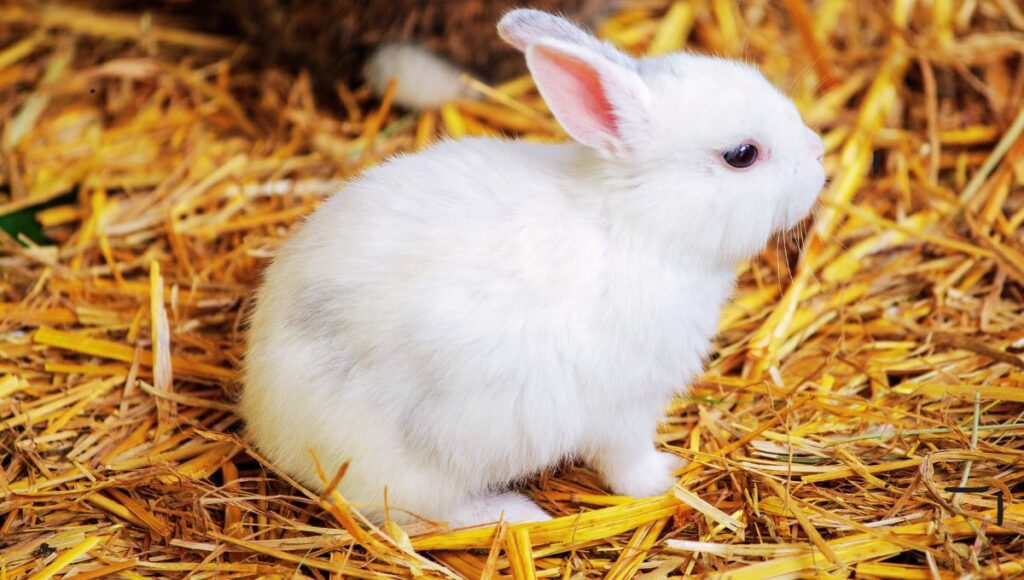 Florida White Rabbit: Everything You Must Know Before Purchasing