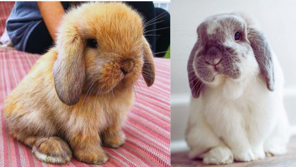 Mini Lop Rabbits: 7 Important Facts to Know Before Buying a Mini Lop