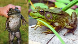 american bullfrog pets invasive species