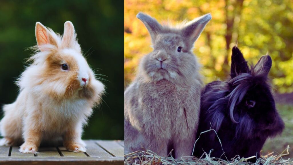 Lionhead Rabbits: Everything You Must Know Before Buying