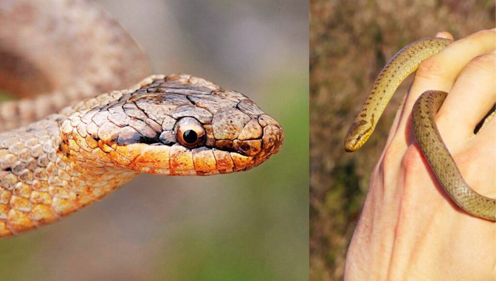 Smooth Snake: United Kingdom