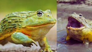 pixie frogs