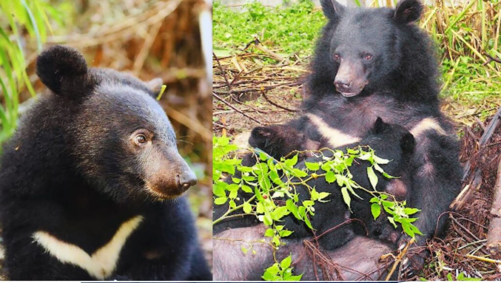 Formosan Black Bear: 2 Best Places to Watch Them
