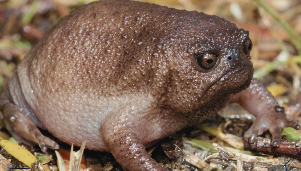 Are Cape Rain Frogs Good Pets? 8 Fascinating Facts