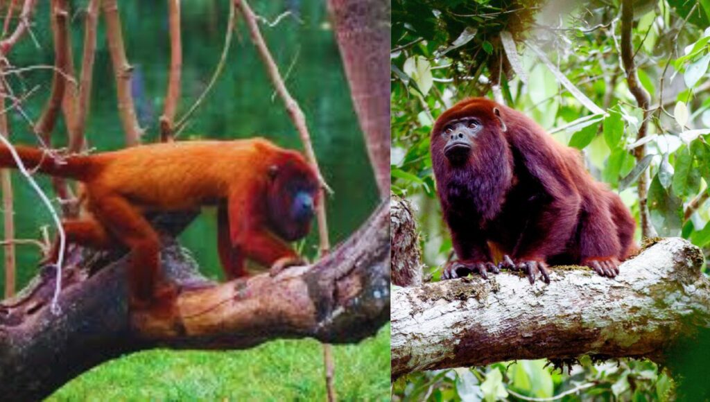 Colombian Red Howlers: 10 Fun Facts About the Red Howlers