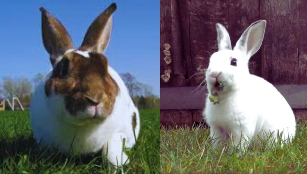 Rex Rabbits: 13 Facts You Should Know Before Purchasing a Rex