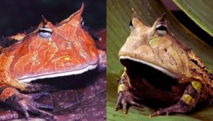 surinam horned frogs