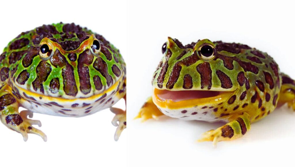 argentine horned frogs