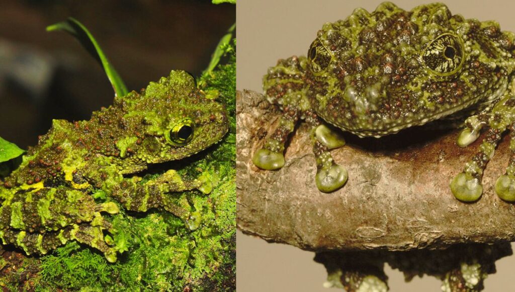 vietnamese mossy frogs pets