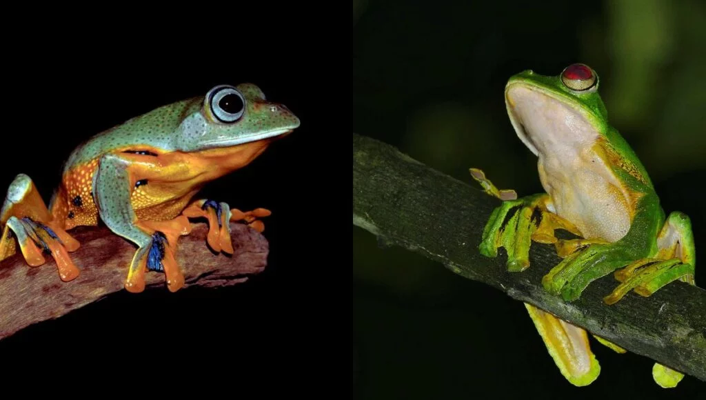 wallace's flying frogs pet guide