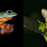 wallace's flying frogs pet guide