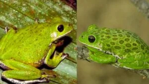 barking tree frogs