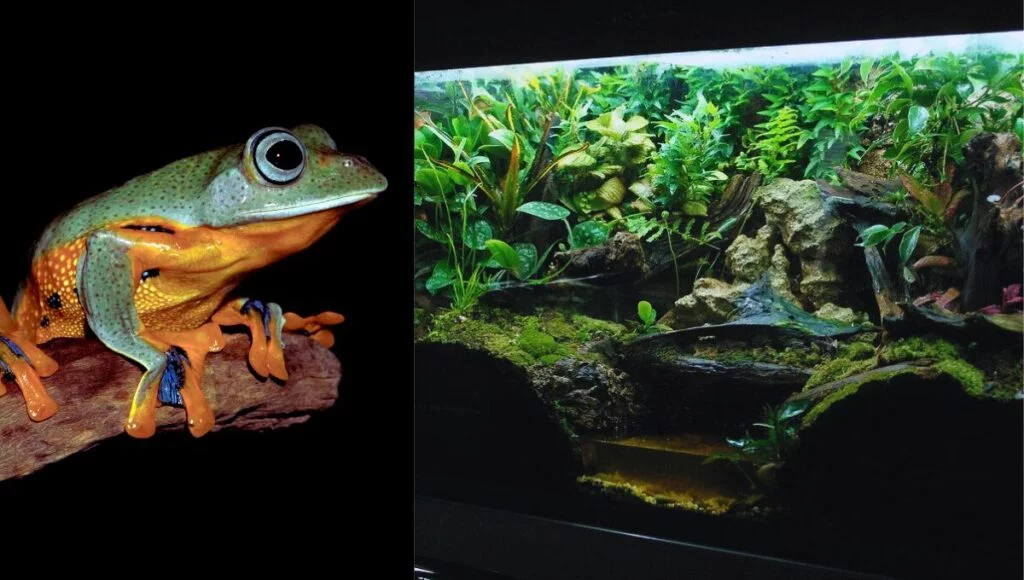 gliding frogs pet care tank