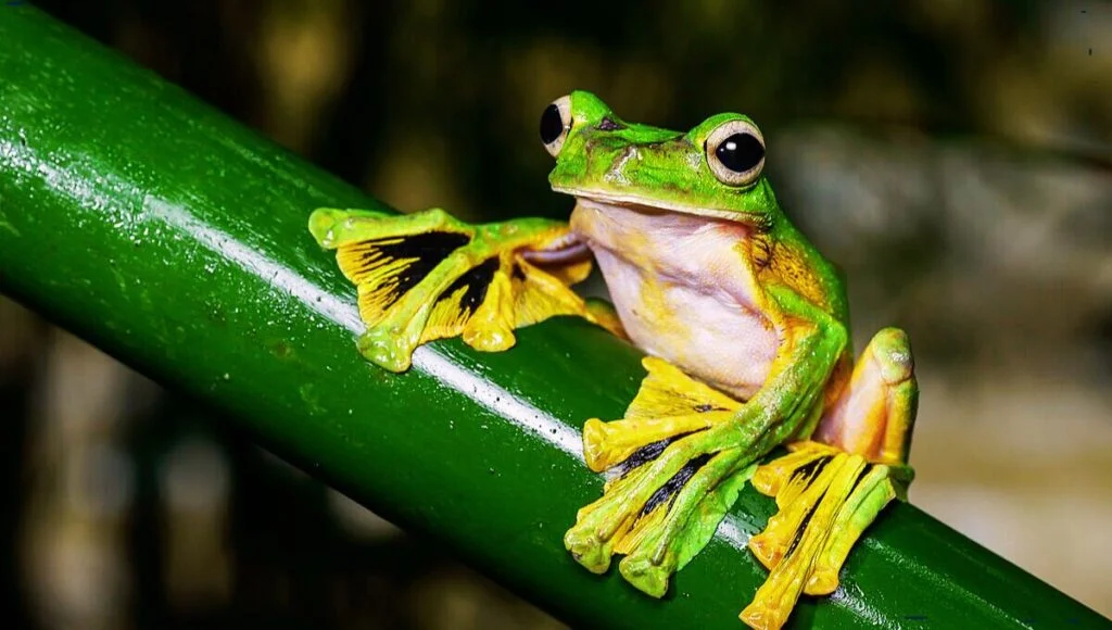 flying frogs good pets flying frogs good pets