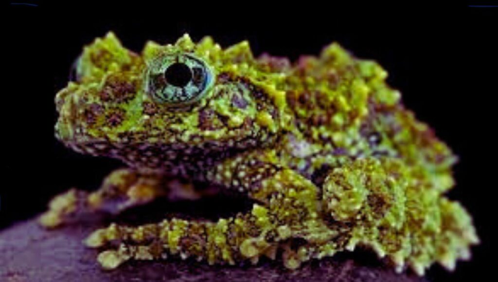 are vietnamese mossy frogs poisonous
