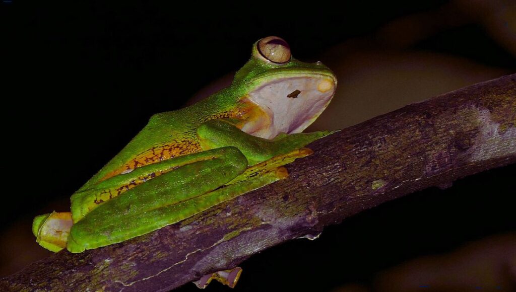 Are Wallace's Flying Frogs (Gliding Frogs) Good Pets? A Complete Pet ...