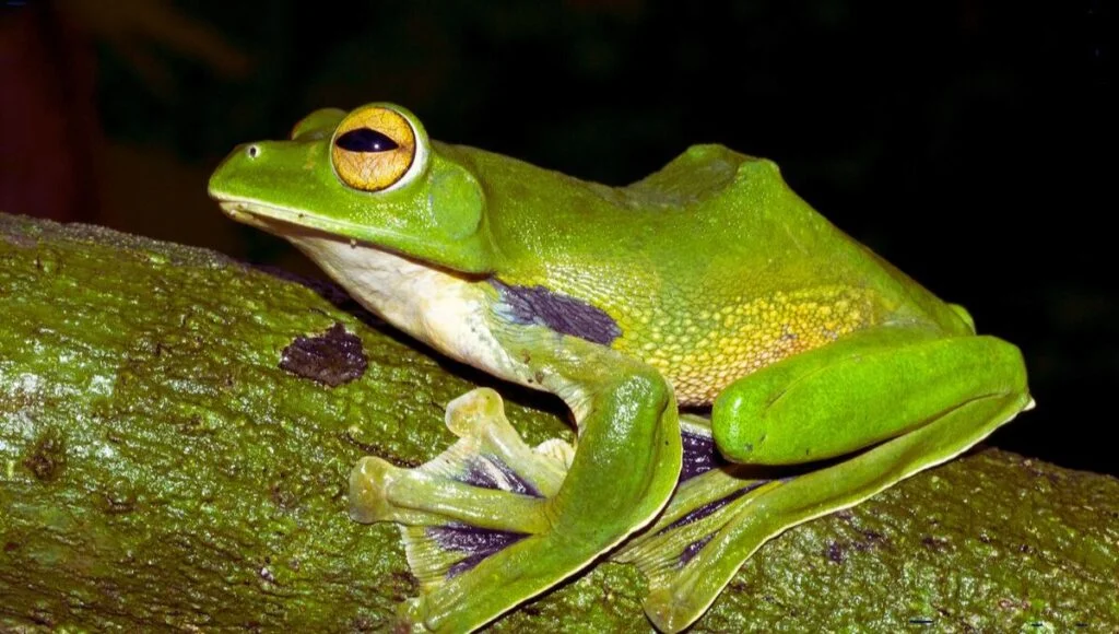 what do flying frogs eat what do flying frogs eat