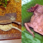 common surinam toads petcare guide
