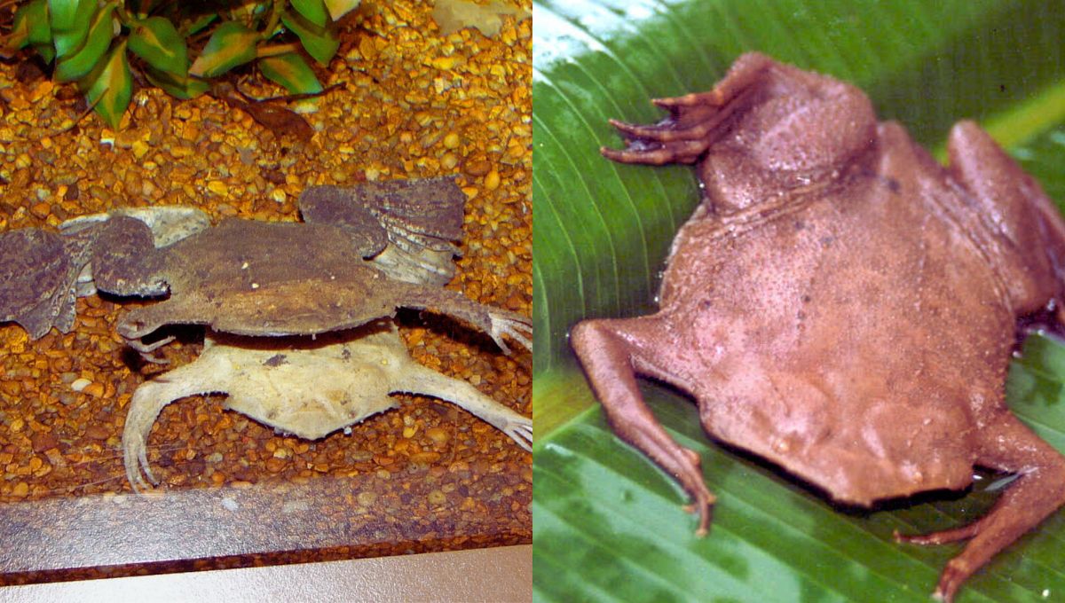 Are Common Surinam Toads Suitable Pets For Beginners? - danimalscave