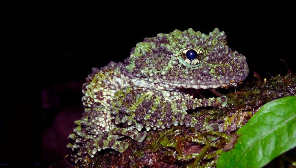 vietnamese mossy frogs predators diet