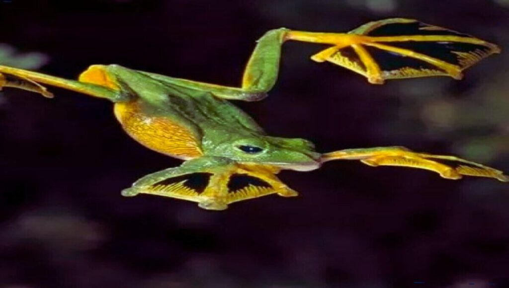 Are Wallace's Flying Frogs (Gliding Frogs) Good Pets? A Complete Pet ...