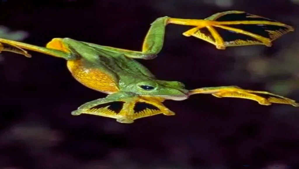 wallace's flying frogs gliding wallace's flying frogs gliding