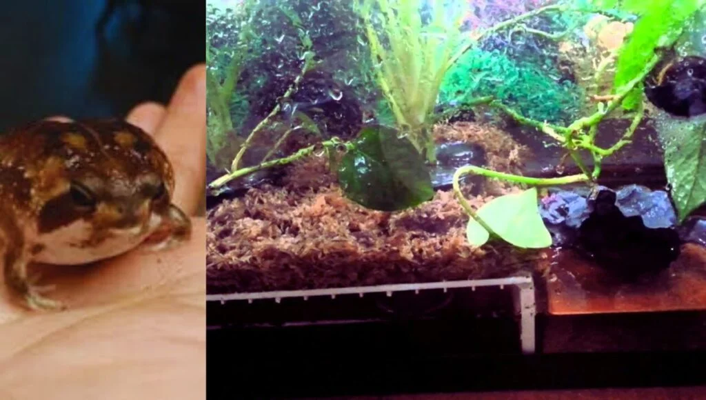 desert rain frog pet care tank desert rain frog pet care tank