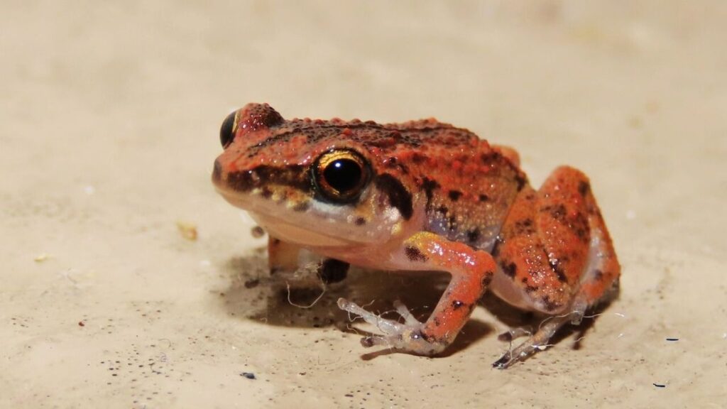 Are Greenhouse Frogs Good Pets For Families? - danimalscave