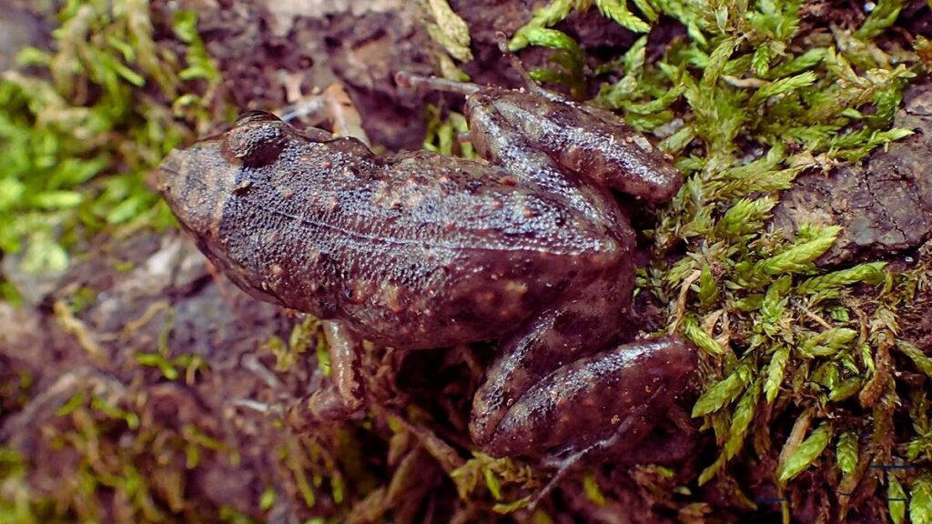 Are Greenhouse Frogs Good Pets For Families? - danimalscave