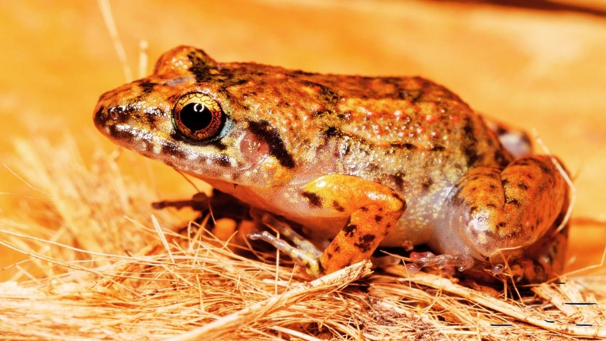 Are Greenhouse Frogs Good Pets For Families? - danimalscave