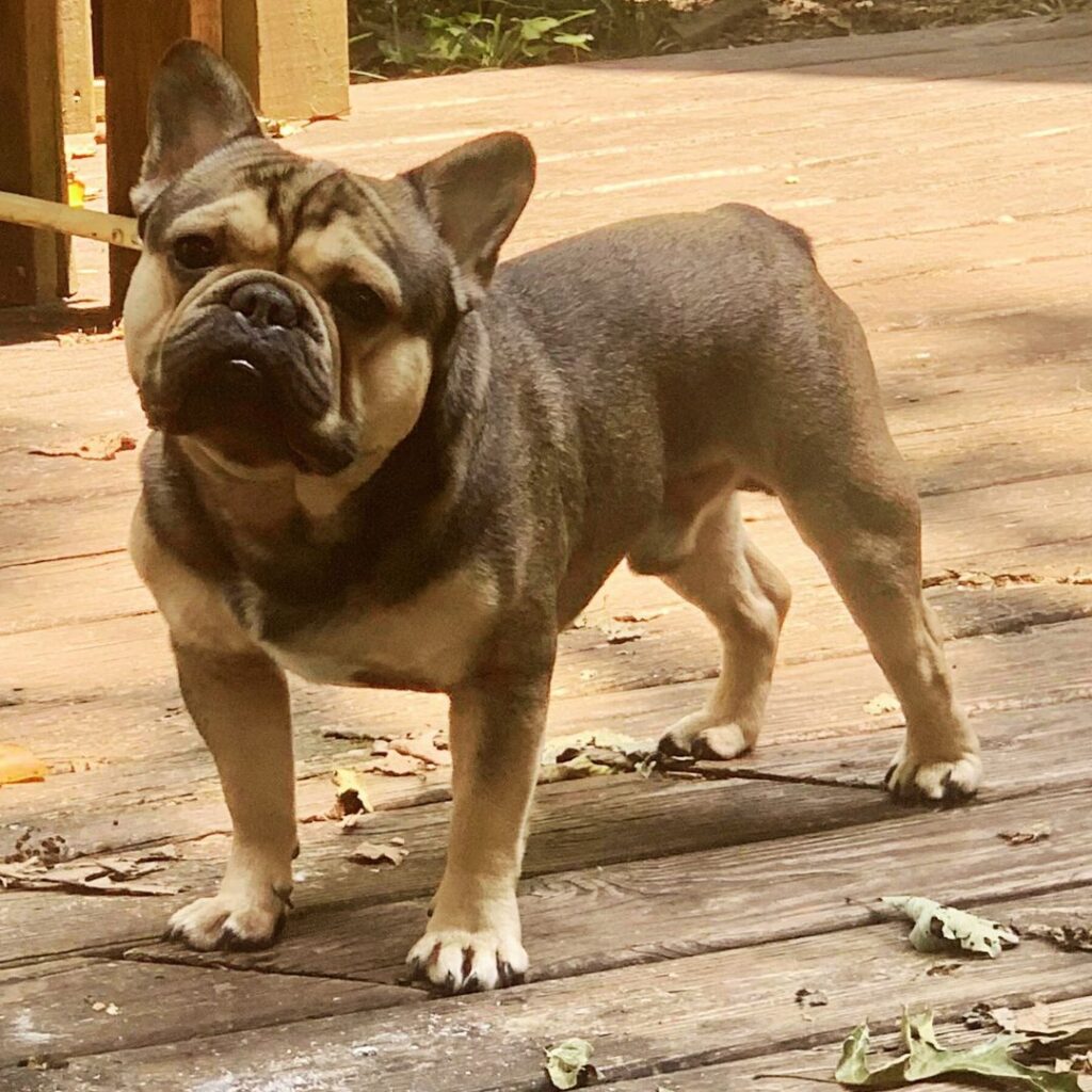 sable french bulldog