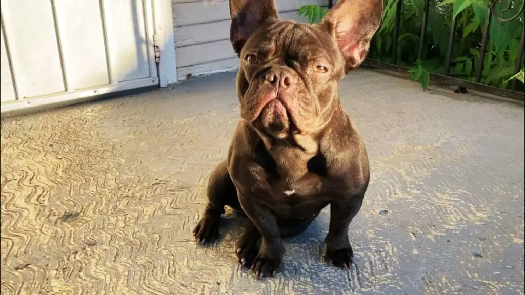 chocolate french bulldog