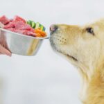 Homemade vs Commercial Pet Foods: Which One Is Better?