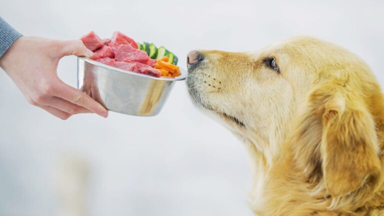 Homemade vs Commercial Pet Foods: Which One Is Better?