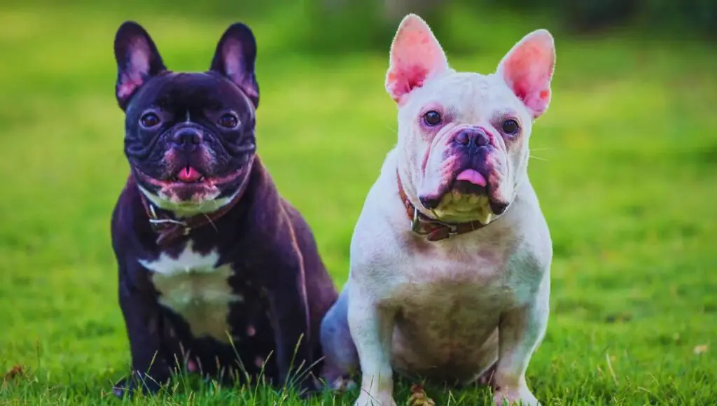 the best dog foods for french bulldogs